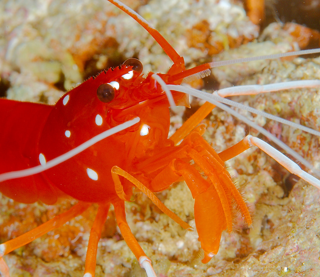 White Spot Anemone Shrimp (Periclimenes brevicarpalis)_1